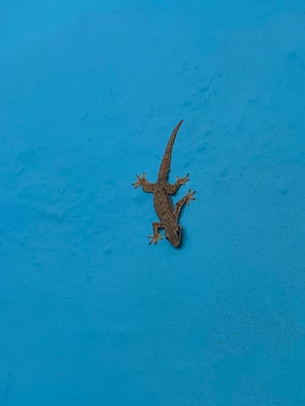 Gecko on blue wall, ceiling fan overhead — Bali indoors