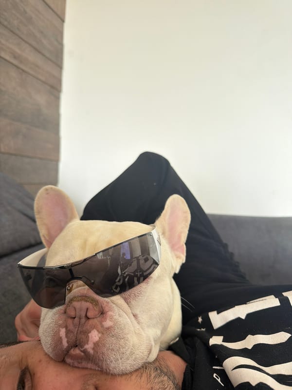French Bulldog puppy moments documented in Burgas apartment