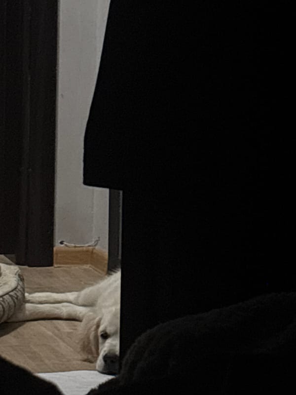 Quiet domestic moments with pet and home decor captured