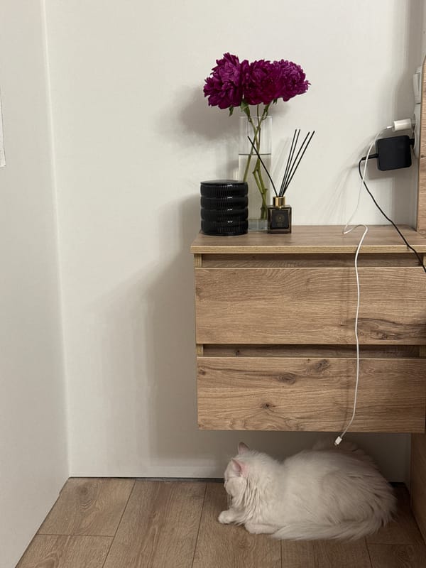 Domestic cats captured in everyday moments across modern home