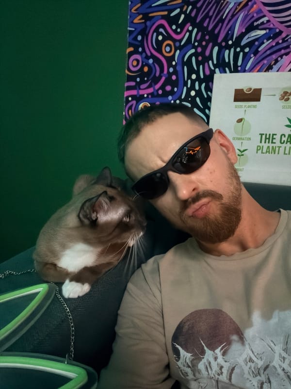 Siamese cat chills inside a Chiang Mai cannabis shop