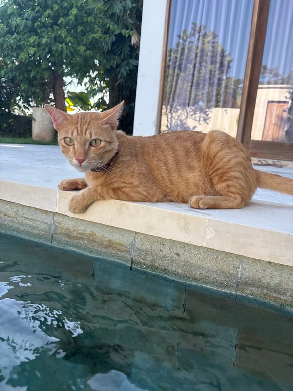 Orange tabby cat spotted resting on ledge in Mengwi