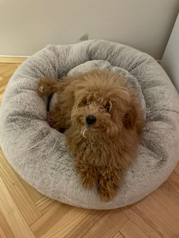 Quiet evening moments with pet and laptop in Novi Sad