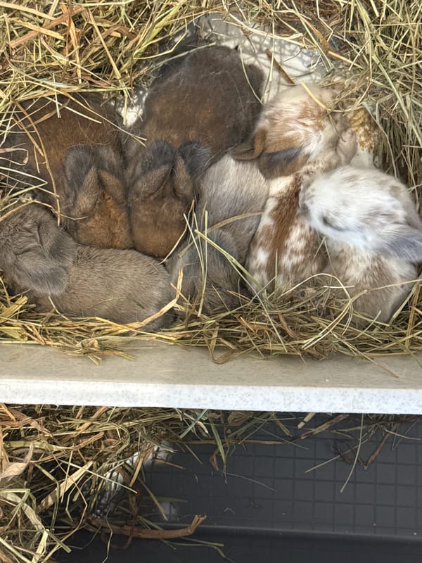 Rabbits, backyard life, and a few nature close-ups