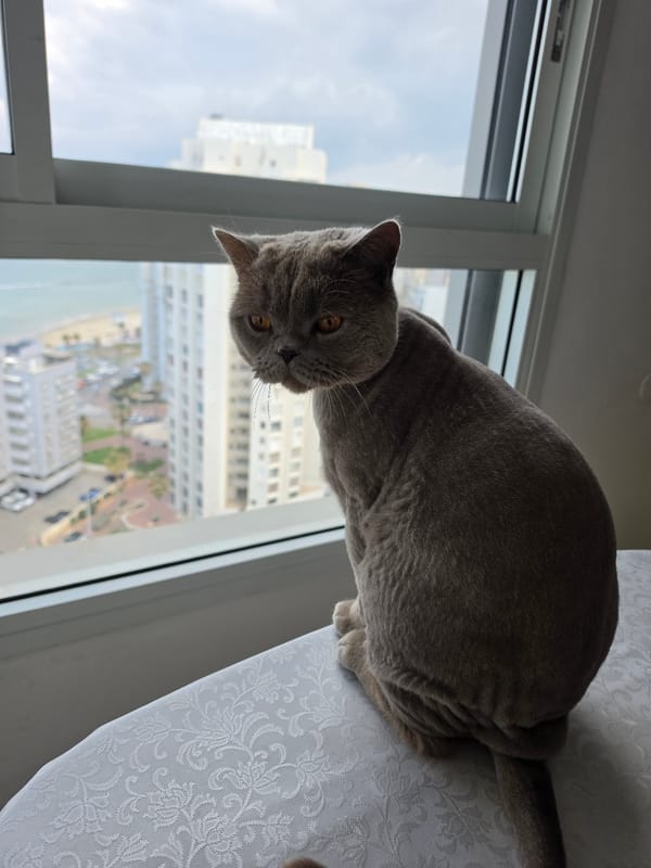 Cat observed by window overlooking Bat Yam cityscape