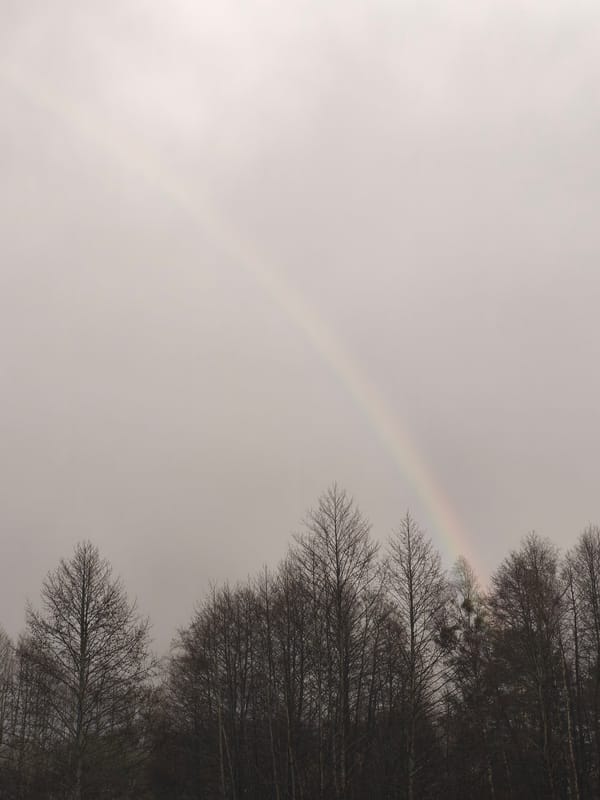 Rainbow appears over bare trees in Belarus woodland
