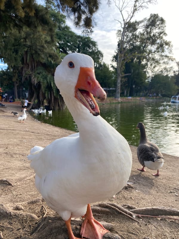 Geese spotted at Buenos Aires park lake on sunny day