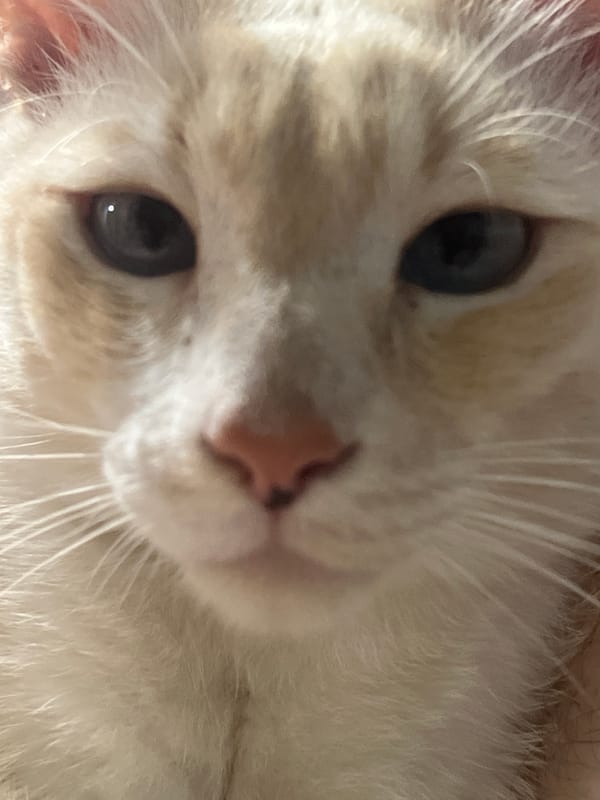 A Sochi cat's lazy morning, shot from every angle