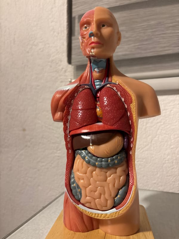 Anatomical model documented in Colombian educational setting
