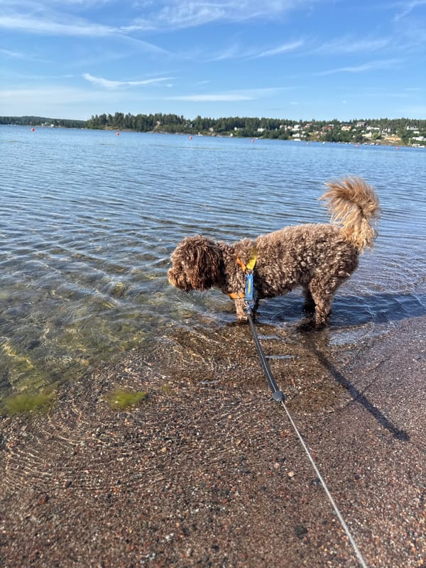 Quiet summer morning along the Österskär waterfront