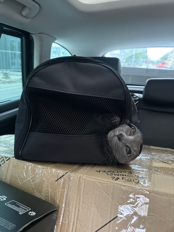 Grey cat peeks through mesh pet carrier in Moscow