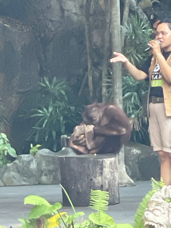 Zoo visit covering orangutans, a black bear, and a live animal show