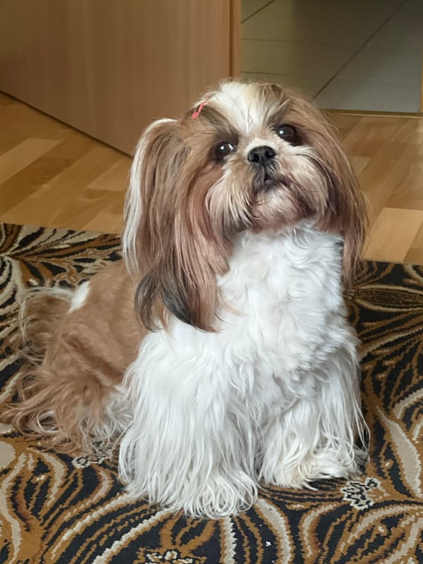 Shih Tzu caught in two moods, Białystok living room