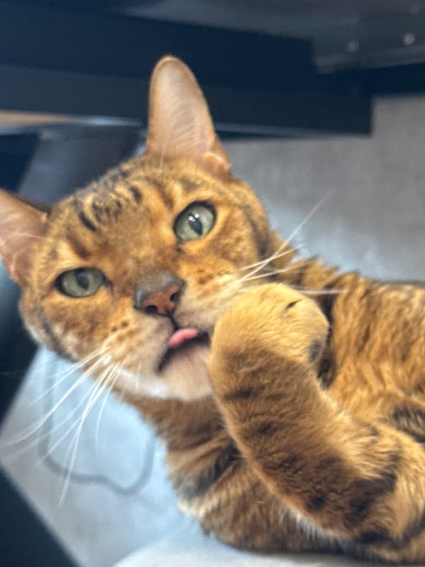 Bengal cat grooming session documented across multiple angles