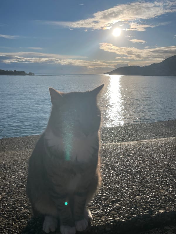 Coastal scenes and tabby cat documented in Budva waterfront