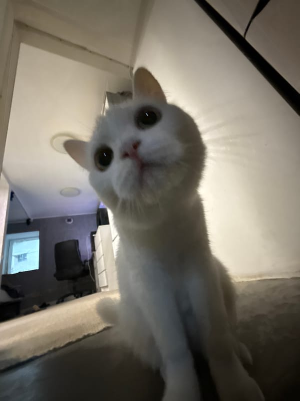 A white cat's afternoon, with a few nature detours