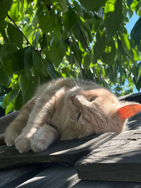 Orange tabby naps and grooms on a sunny wooden rooftop