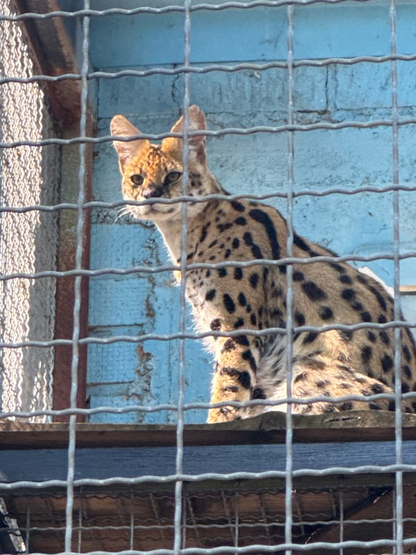 Afternoon walk through Chișinău Zoo, June 2026