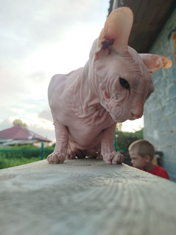 Sphynx cat owns the fence at a Russian backyard summer evening