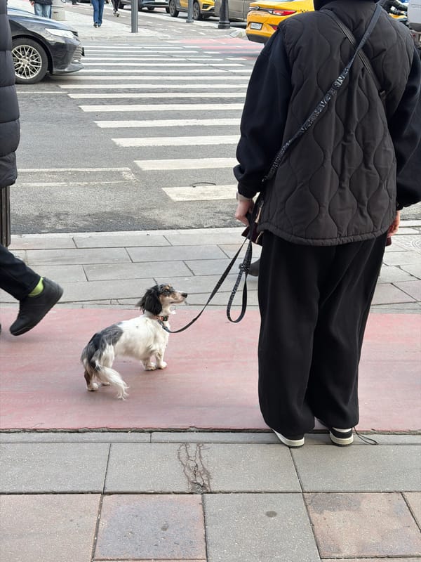 Dog walker spotted on Moscow sidewalk Friday afternoon