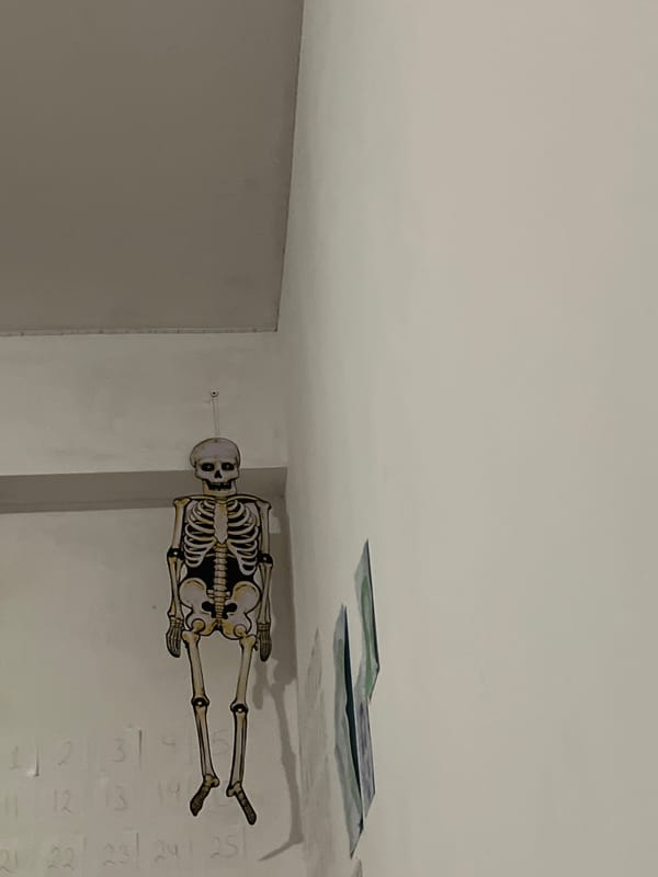 Decorative skeleton display spotted on indoor wall in Sofia