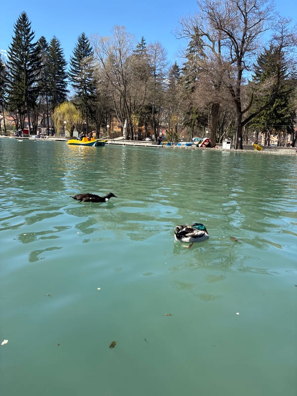 Ducks spotted on Lake Kleptuza in Velingrad, Bulgaria