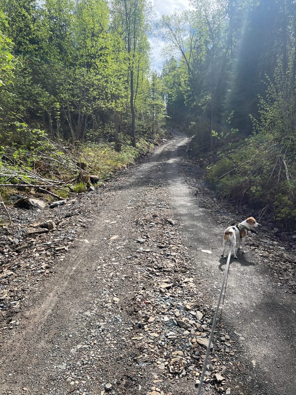Dog walk documented through Lommedalen forest and construction area