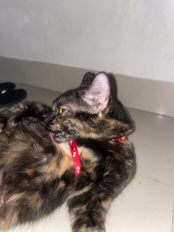 Tortoiseshell cat grooming captured in Denpasar, Indonesia