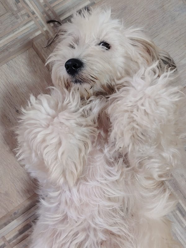 Fluffy dogs lounging and getting belly rubs at home in Rostov-on-Don
