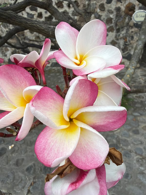 Plumeria flowers documented blooming in Cuernavaca, Mexico