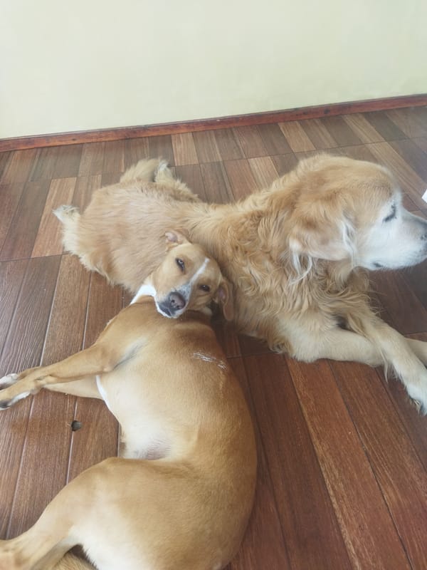 Dogs rest indoors as potted flowers bloom nearby