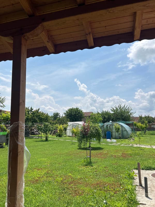 Small dog photographed in Bulgarian garden beneath wooden porch