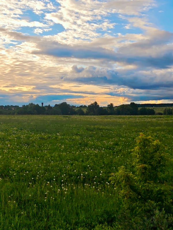Spring dandelion field observed in rural Курово, Russia