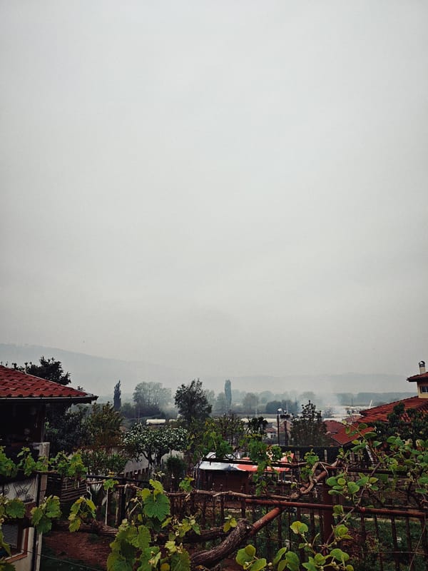 Cats gather in residential area during foggy morning