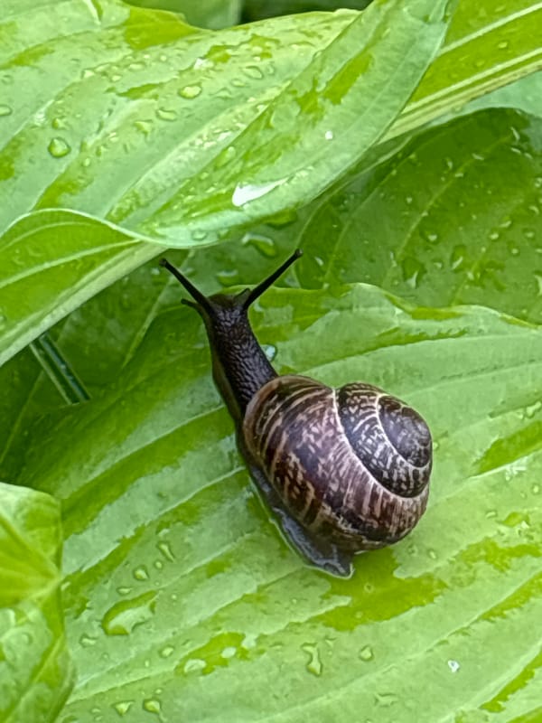 Backyard garden life in Kiskelovo — plants, critters, and ornaments