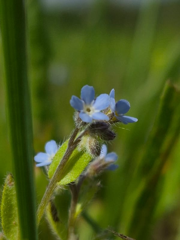 Wildflowers and still river water in rural Estonia
