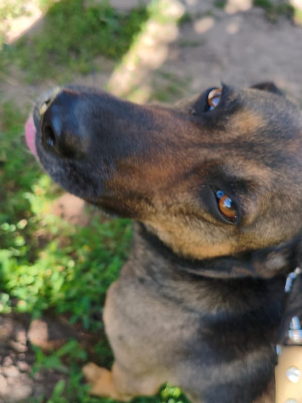 Dog and garden flowers, close-up and unhurried, Ustyvytsia