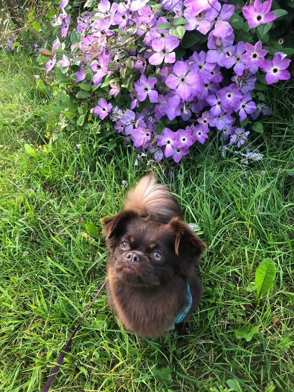 Dog walk and garden blooms in a Russian dacha neighborhood