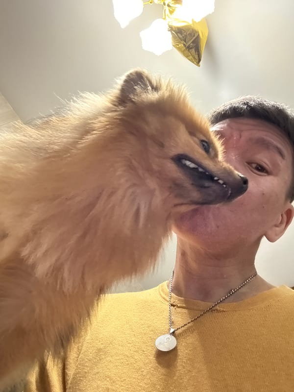 Chill evening at home with a Pomeranian in Khimki