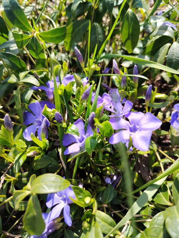 Spring flowers documented blooming across Chaikovsky, Russia gardens