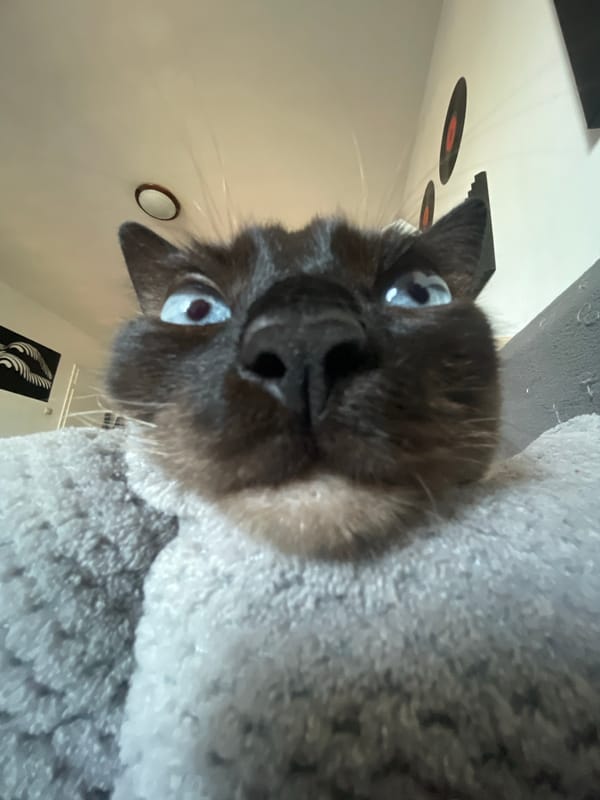 Siamese cat photographed close-up in Sofia