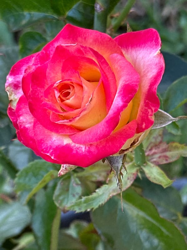 Close-up garden flower photography across Podolsk in summer