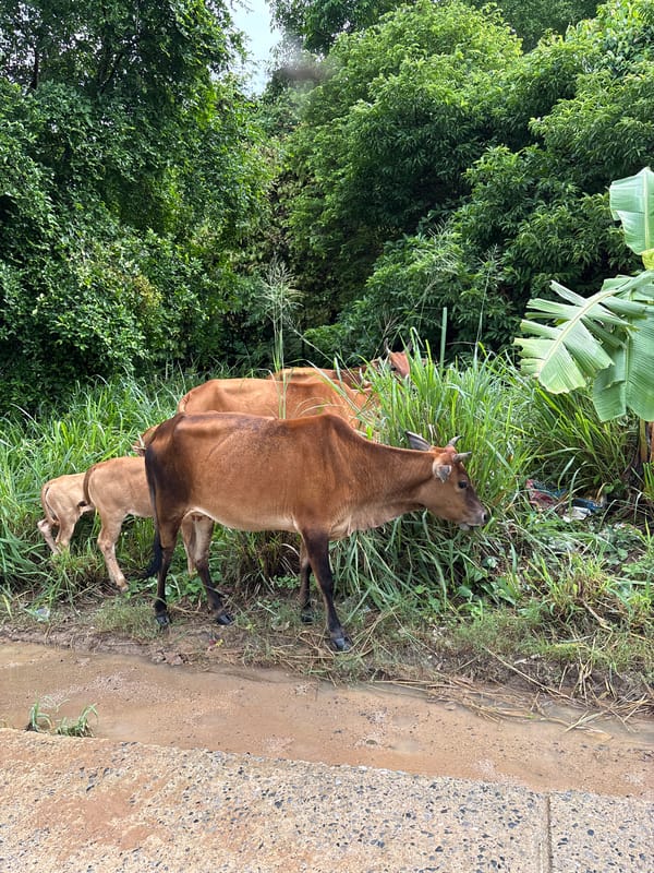 Morning scenes documented in Rawai: grazing cattle, woman with phone
