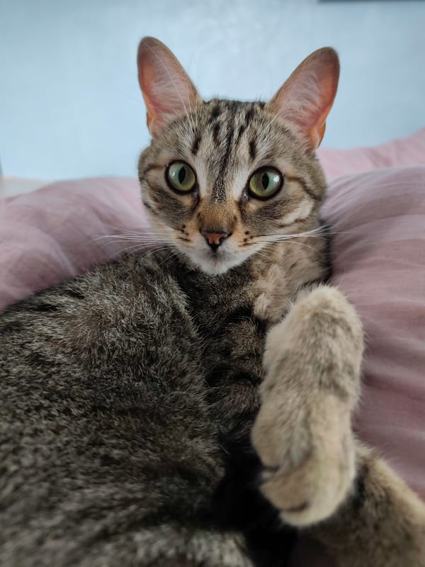 Domestic life documented in Chaikovsky: cats, cake, selfies