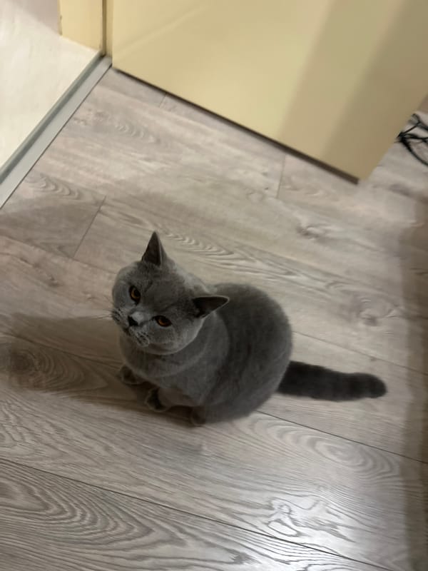 British Shorthair plays, explores, and naps on a wood floor