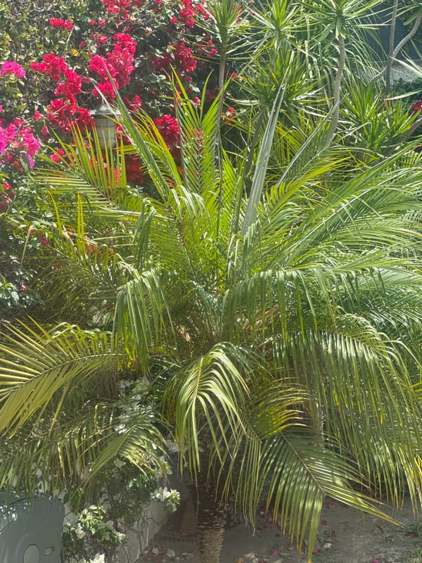 Witness documents garden plants, toy horse, antique painting in Puebla