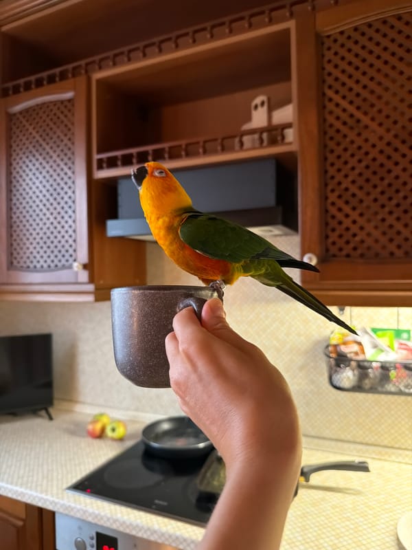Parrots, mugs, and a Pomeranian at home in Khimki