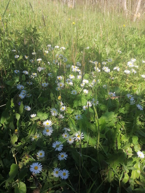 Spring meadow and garage car repair documented Monday afternoon
