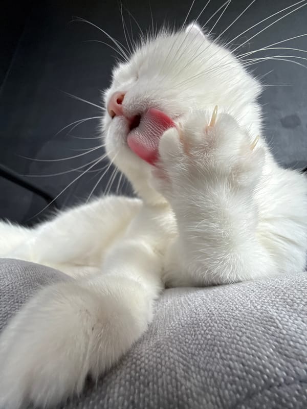 White cat, multiple angles, doing classic cat things.