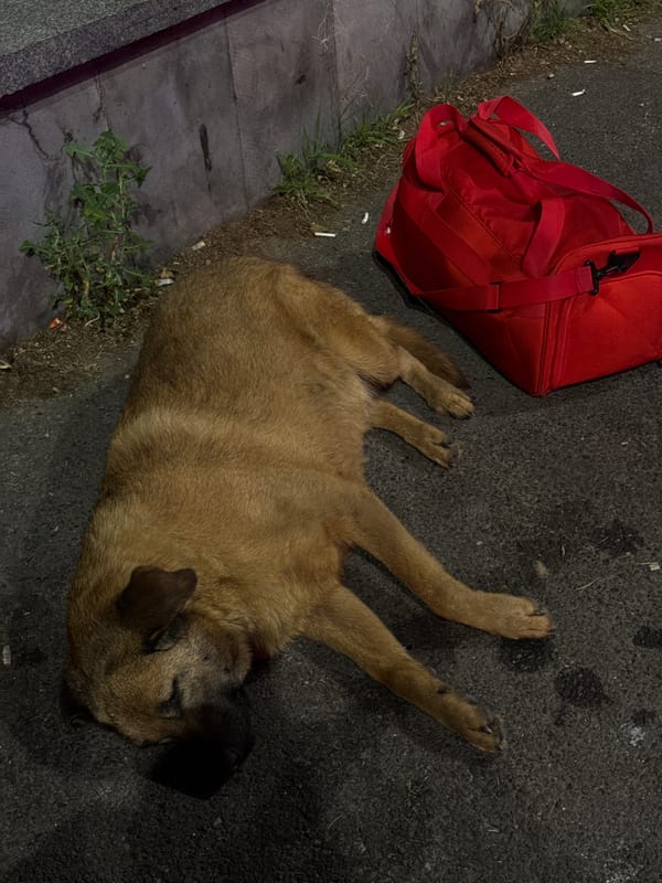A late-night Tbilisi scene: bars, street life, and neon